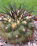 Copiapoa Serpentisulcata