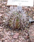 Copiapoa Taltalensis