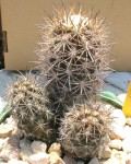 Copiapoa Tigrillensis