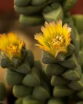 Corpuscularia