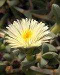 Corpuscularia angustifolia