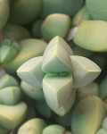 Corpuscularia appressa