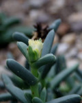 Corpuscularia britteniae