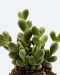 Corpuscularia lehmannii