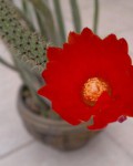 Corryocactus Apiciflorus