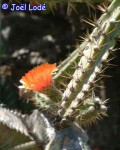 Corryocactus Ayacuchoensis