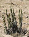 Corryocactus Brevistylus