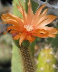 Corryocactus Erectus