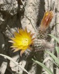 Corryocactus Huincoensis