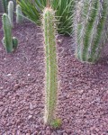 Corryocactus Melanotrichus