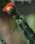 Corryocactus Pulquiensis