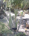 Corryocactus Quadrangularis