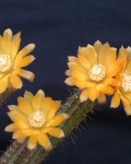 Corryocactus Squarrosus