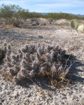 Corynopuntia Nigrispina