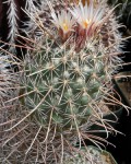 Coryphantha Clavata