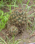 Coryphantha Compacta