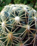 Coryphantha Cornifera