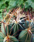 Coryphantha Delaetiana