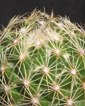 Coryphantha Delicata