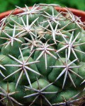 Coryphantha Difficilis