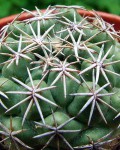 Coryphantha Difficilis