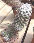 Coryphantha Durangensis