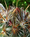 Coryphantha Echinoidea