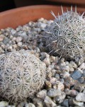 Coryphantha Echinus