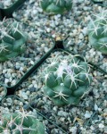 Coryphantha Elephantidens