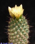 Coryphantha Georgii