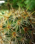 Coryphantha Glanduligera