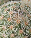 Coryphantha Gracilis