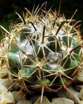 Coryphantha Hintoniorum