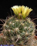 Coryphantha Indensis