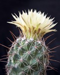 Coryphantha Jalpanensis