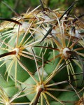 Coryphantha Longicornis