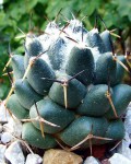 Coryphantha Maiz-tablasensis