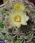 Coryphantha Melleospina