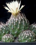 Coryphantha Neglecta