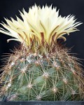 Coryphantha Nickelsiae