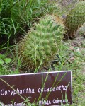 Coryphantha Octacantha