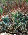 Coryphantha Odorata