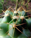 Coryphantha Ottonis