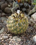 Coryphantha Pallida