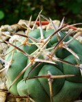 Coryphantha Poselgeriana