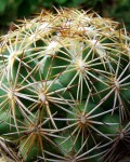 Coryphantha Potosiana