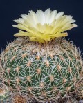 Coryphantha Pseudoradians