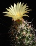 Coryphantha Pulleineana