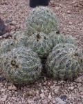 Coryphantha Pycnacantha