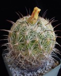 Coryphantha Radians